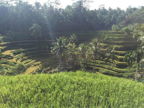 Bali Rafting Adventure